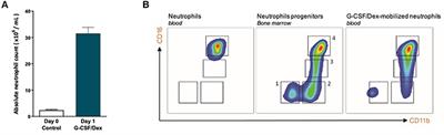 Different MDSC Activity of G-CSF/Dexamethasone Mobilized Neutrophils: Benefits to the Patient?